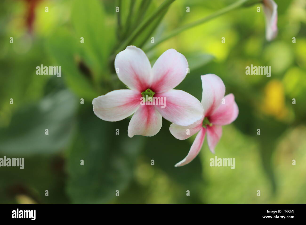 Die Natur hat alles, was man so schön und schön findet, die Bäume, Berge, Wasser, Blumen und den Himmel...!! Stockfoto