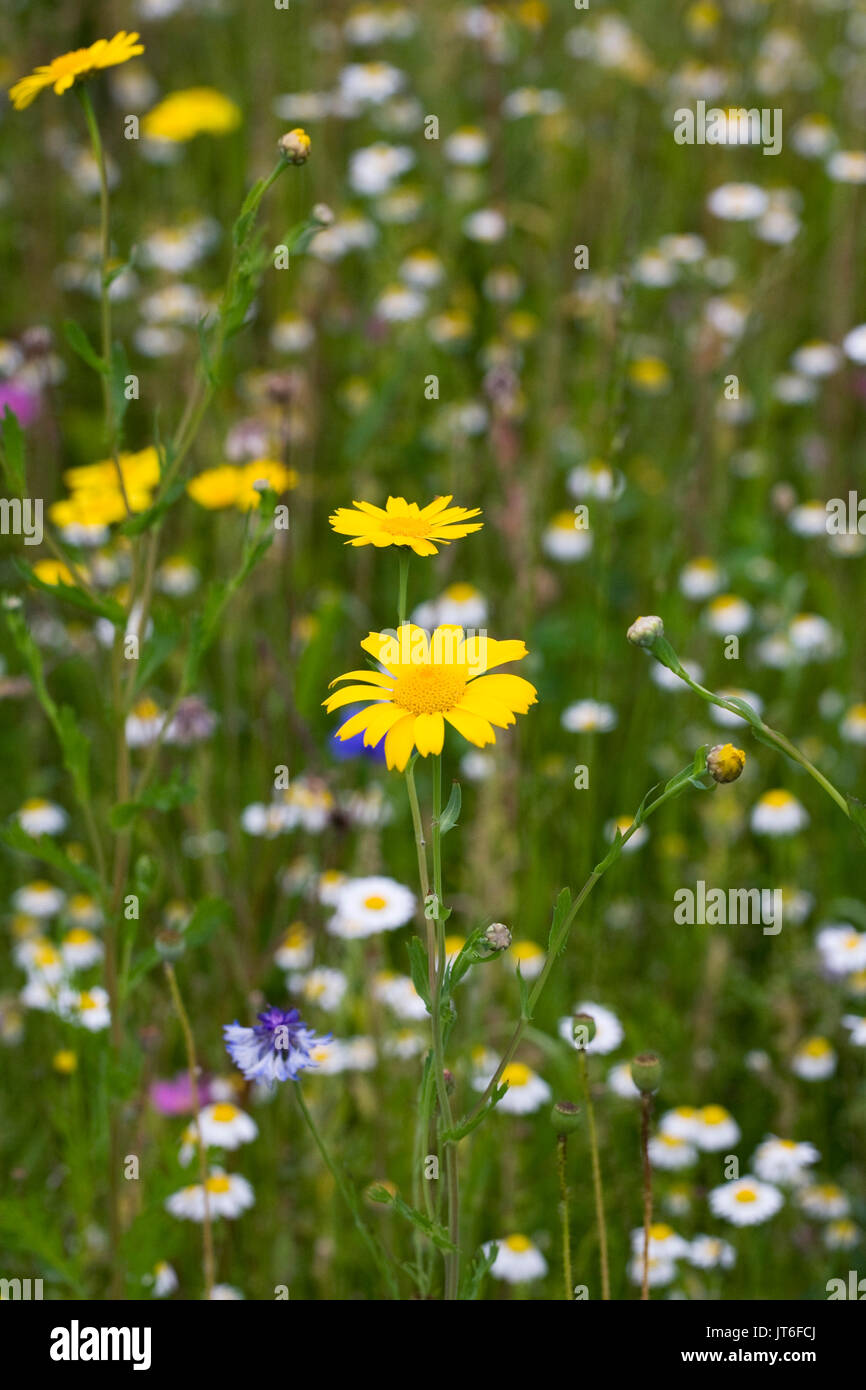 Chrysanthemum Segetum. Mais-Ringelblume in eine Wildblumenwiese. Stockfoto