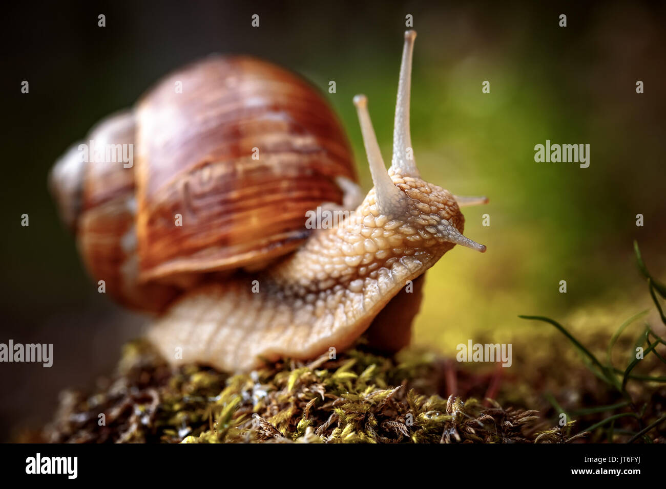 Helix pomatia auch römische Schnecke, Weinbergschnecken, weinbergschnecke oder Escargot, ist eine Pflanzenart aus der Gattung der Großen, Essbar, Atemluft- land Schnecke, eine terrestrische Pulmo Stockfoto