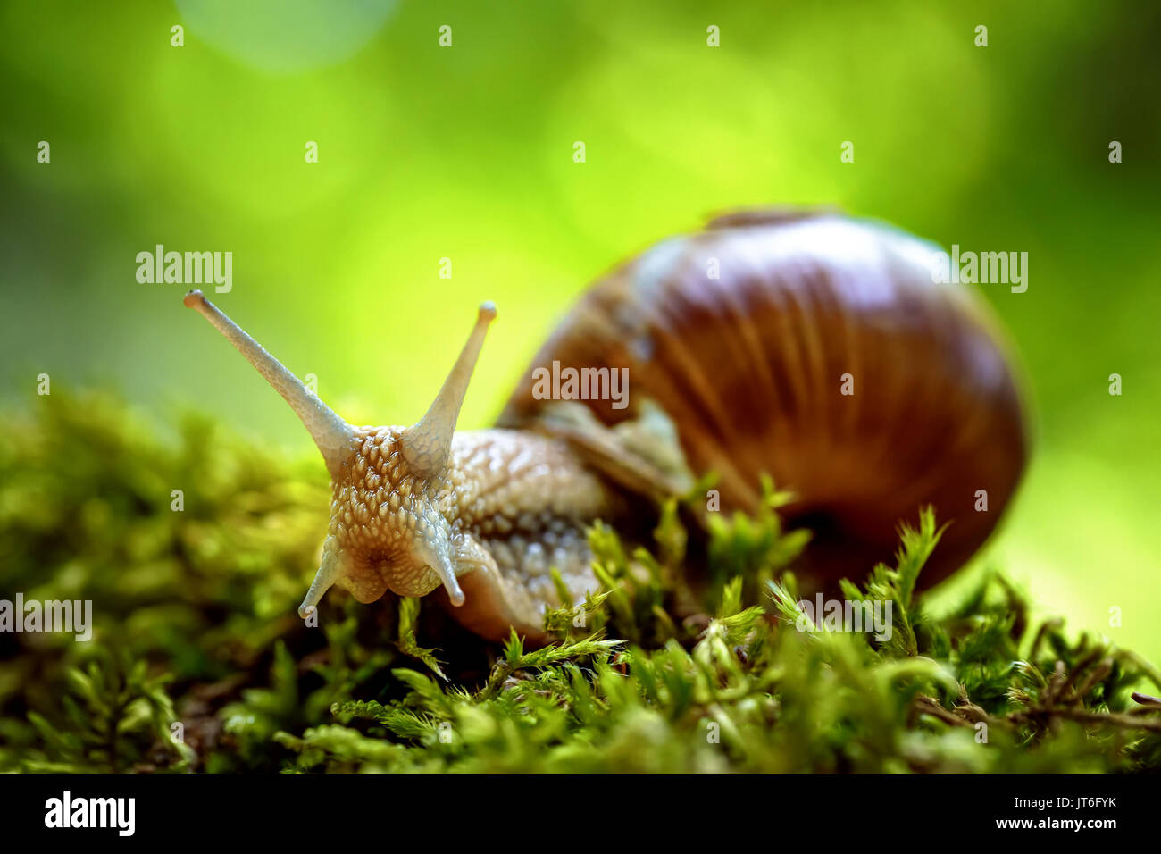 Helix pomatia auch römische Schnecke, Weinbergschnecken, weinbergschnecke oder Escargot, ist eine Pflanzenart aus der Gattung der Großen, Essbar, Atemluft- land Schnecke, eine terrestrische Pulmo Stockfoto