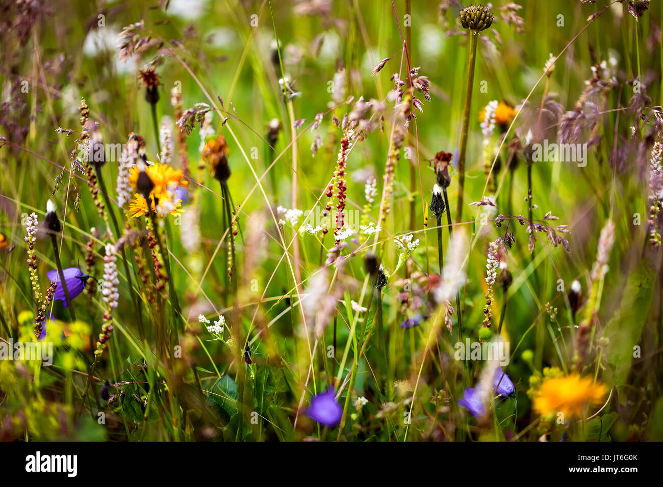 Abstrakte kopieren Raum Hintergrund der Alpenblumen. Stockfoto
