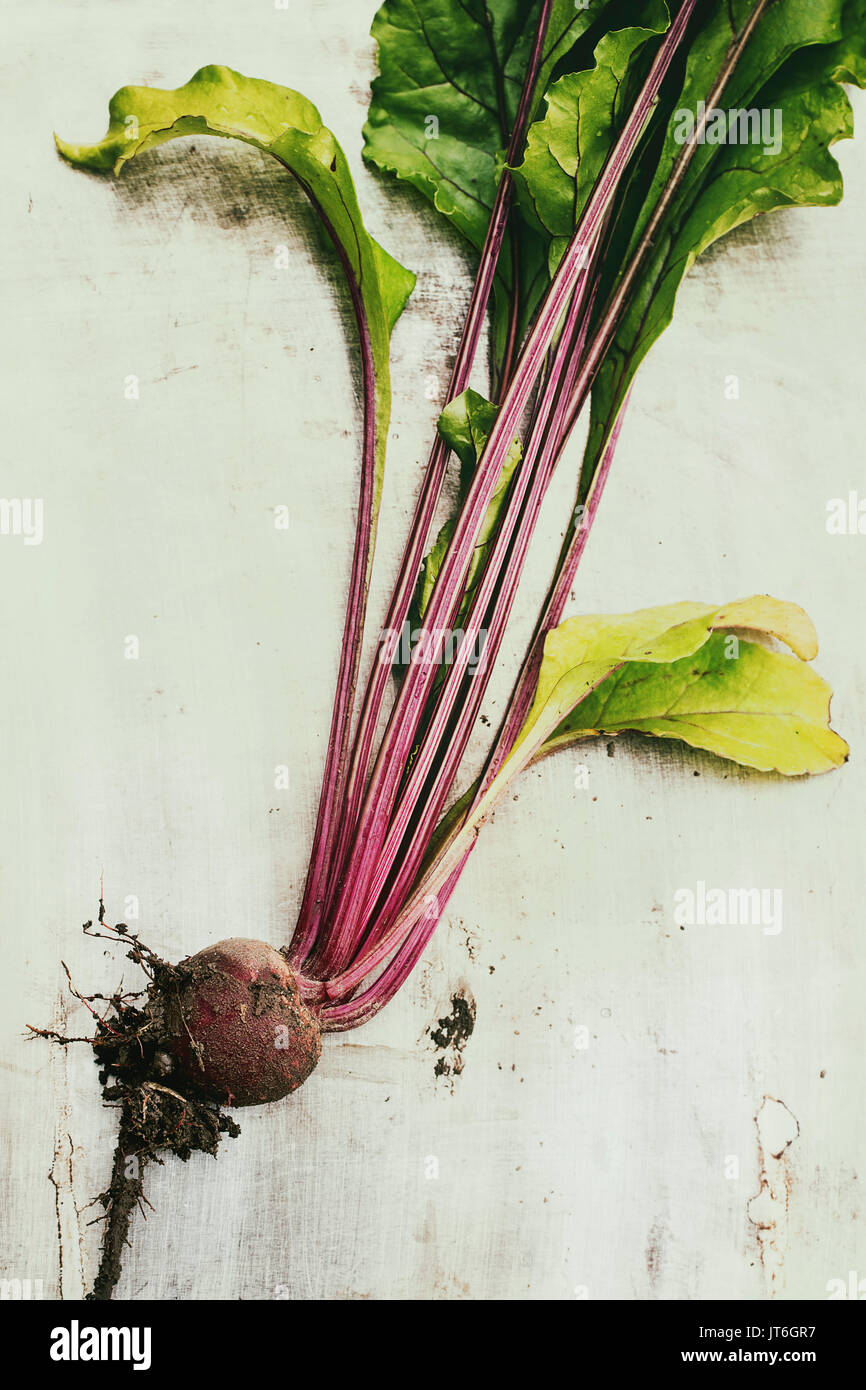 Raw organic junge Gemüse rote Beete mit Haulm und Erde über grau Textur Hintergrund. Ansicht von oben Stockfoto