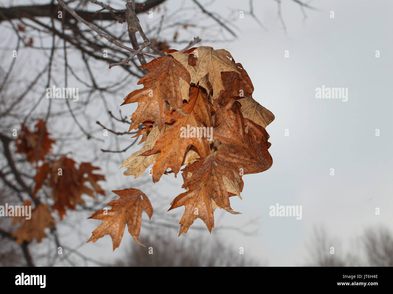 Trauer und Einsamkeit Konzept, wie eine Gruppe von alten verwitterten Blätter im Herbst als einem menschlichen Kopf als Traurigkeit Symbol in einem 3D-Illustration Stil geprägt. Stockfoto