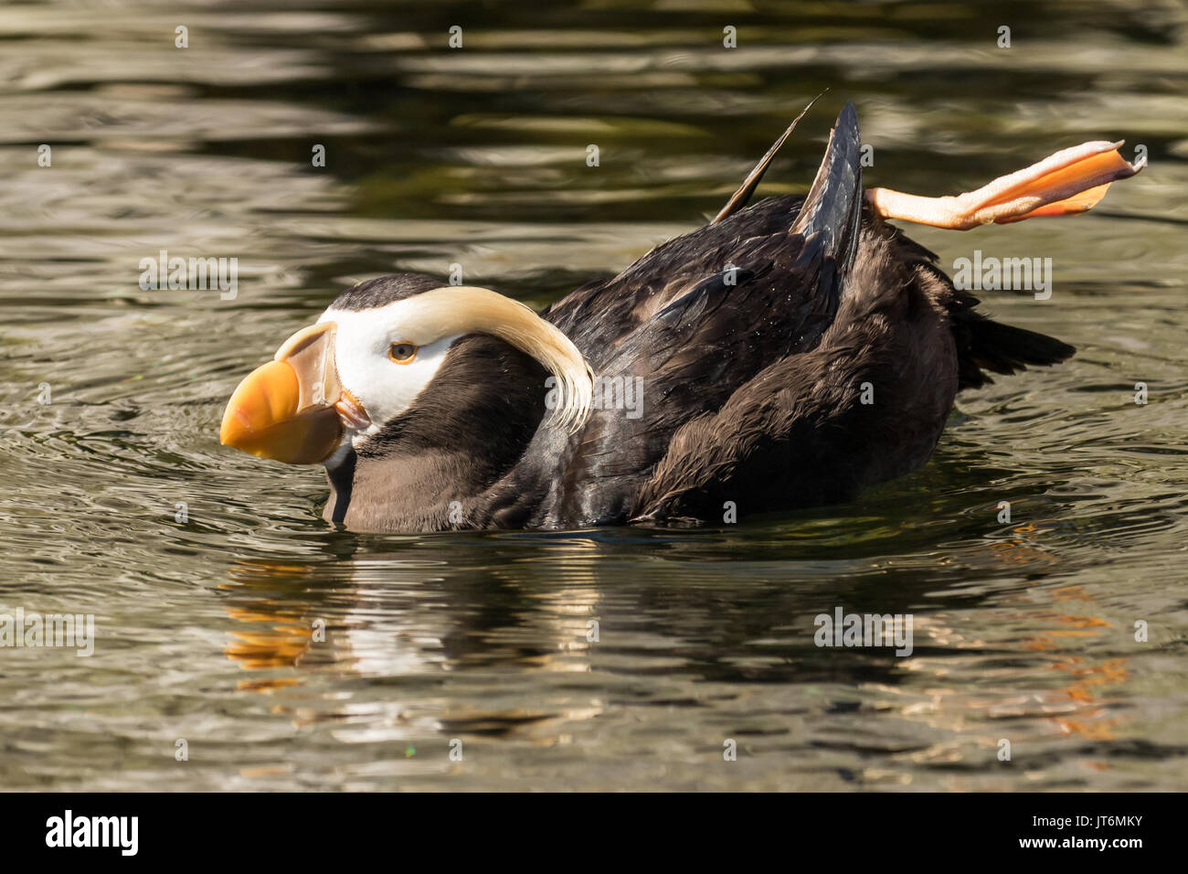 Schwimmen getuftete Papageitaucher Stockfoto