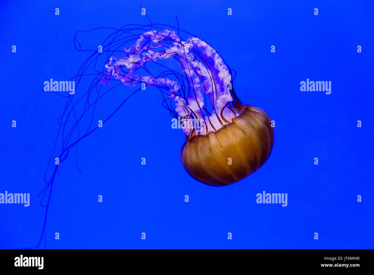 Meer Brennnessel Stockfoto