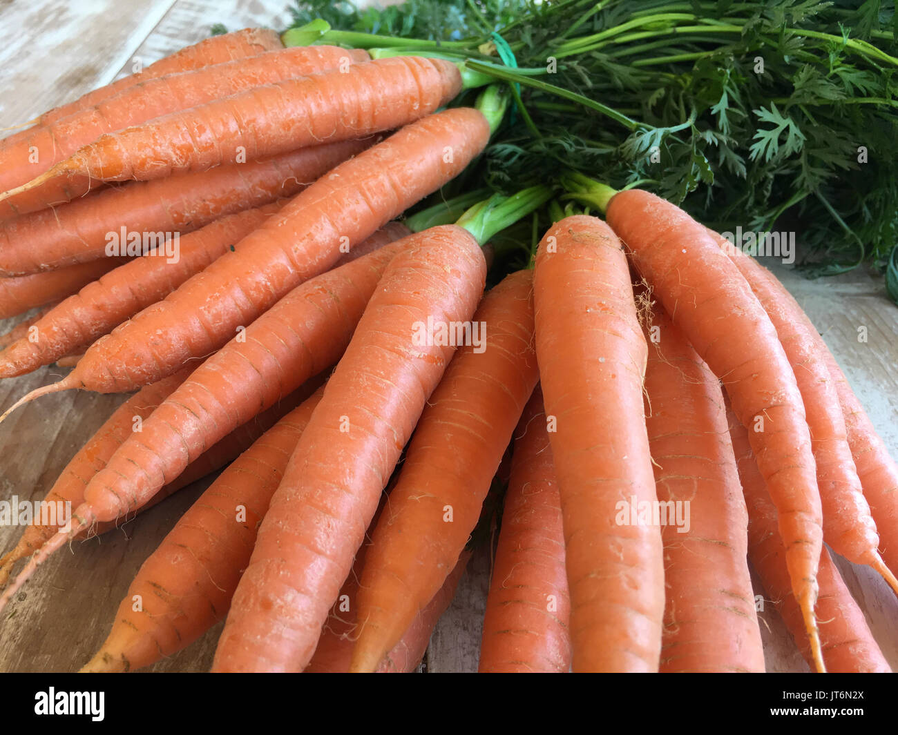 Karotten und Speisemöhren, frisch noch gegraben mit den Spitzen, Karotte Grüns. Stockfoto