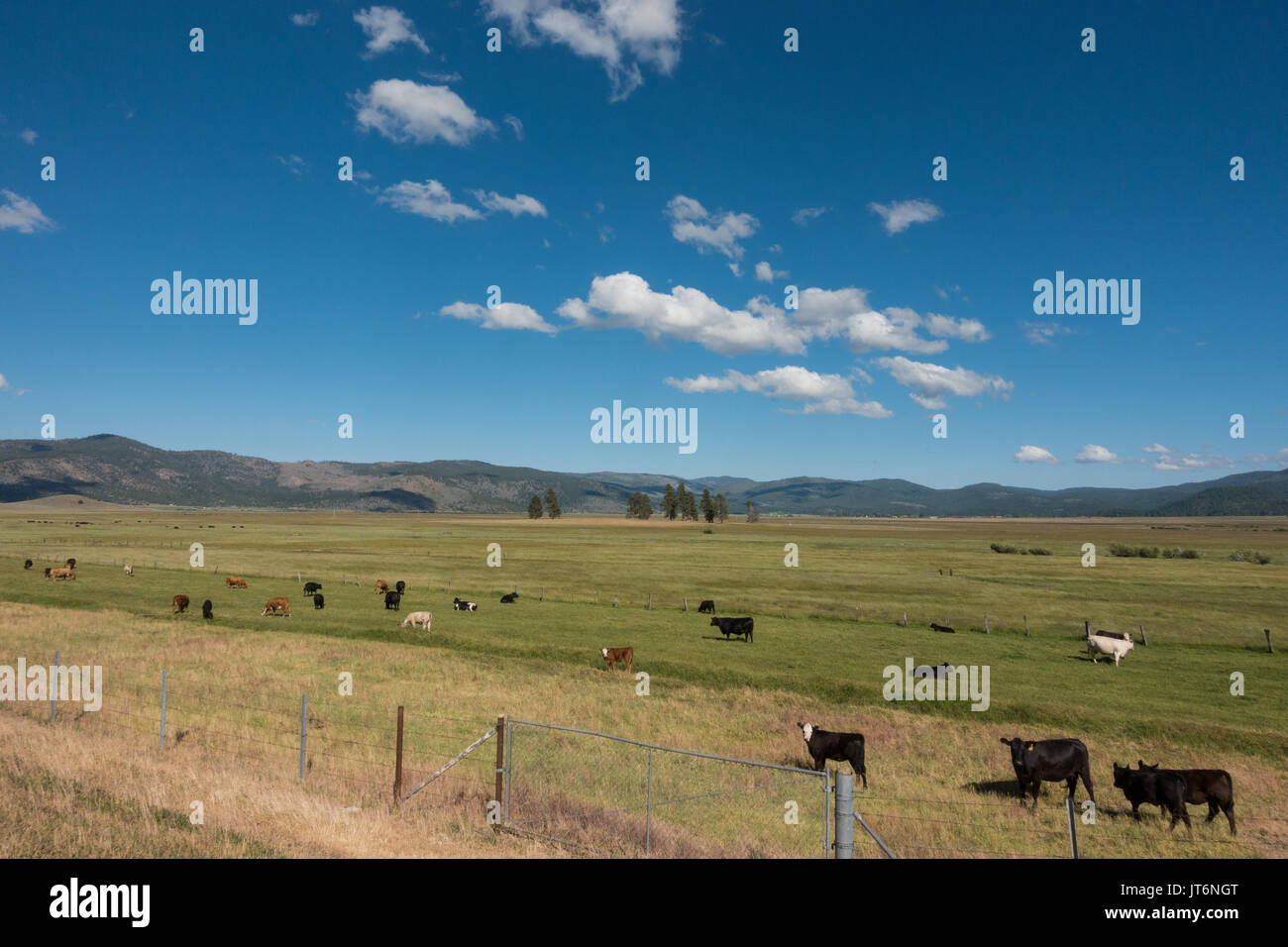 Bauernhof Land mit Bauernhof Tiere / Kühe auf der Straße in Sierra Valley, Kalifornien Stockfoto