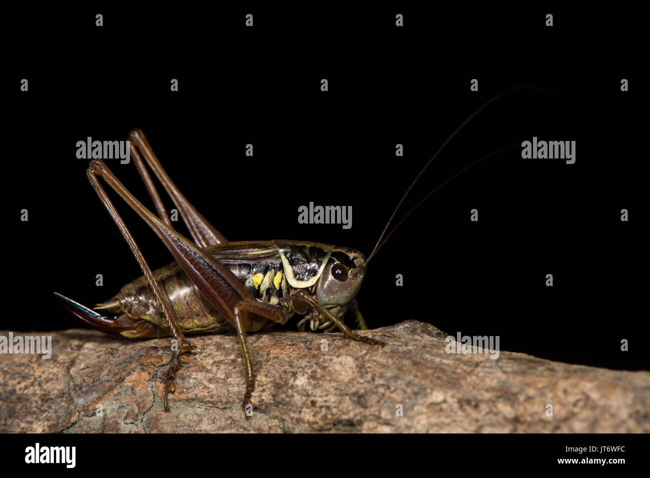Roesel's Bush Cricket (Metrioptera roeselii) gegen Schwarze erwachsenen weiblichen Britischen Kricket in der Familie Tettigoniidae, Ordnung Orthoptera, gegen Schwarze Stockfoto