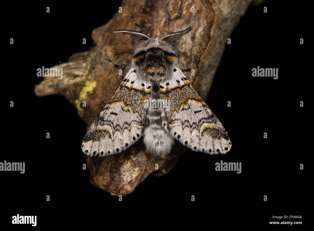Gelbliche Kätzchen Motte (furcula Furcula) gegen Schwarz. Britische Insekt in der Familie Notodontidae in Ruhe, Flügel statt teilweise öffnen. Stockfoto