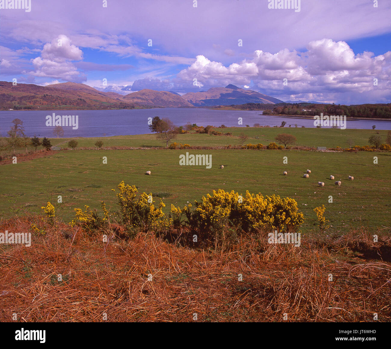 Einen bunten Frühling Blick über Loch Etive in Richtung Ben Cruachan, Argyll Stockfoto