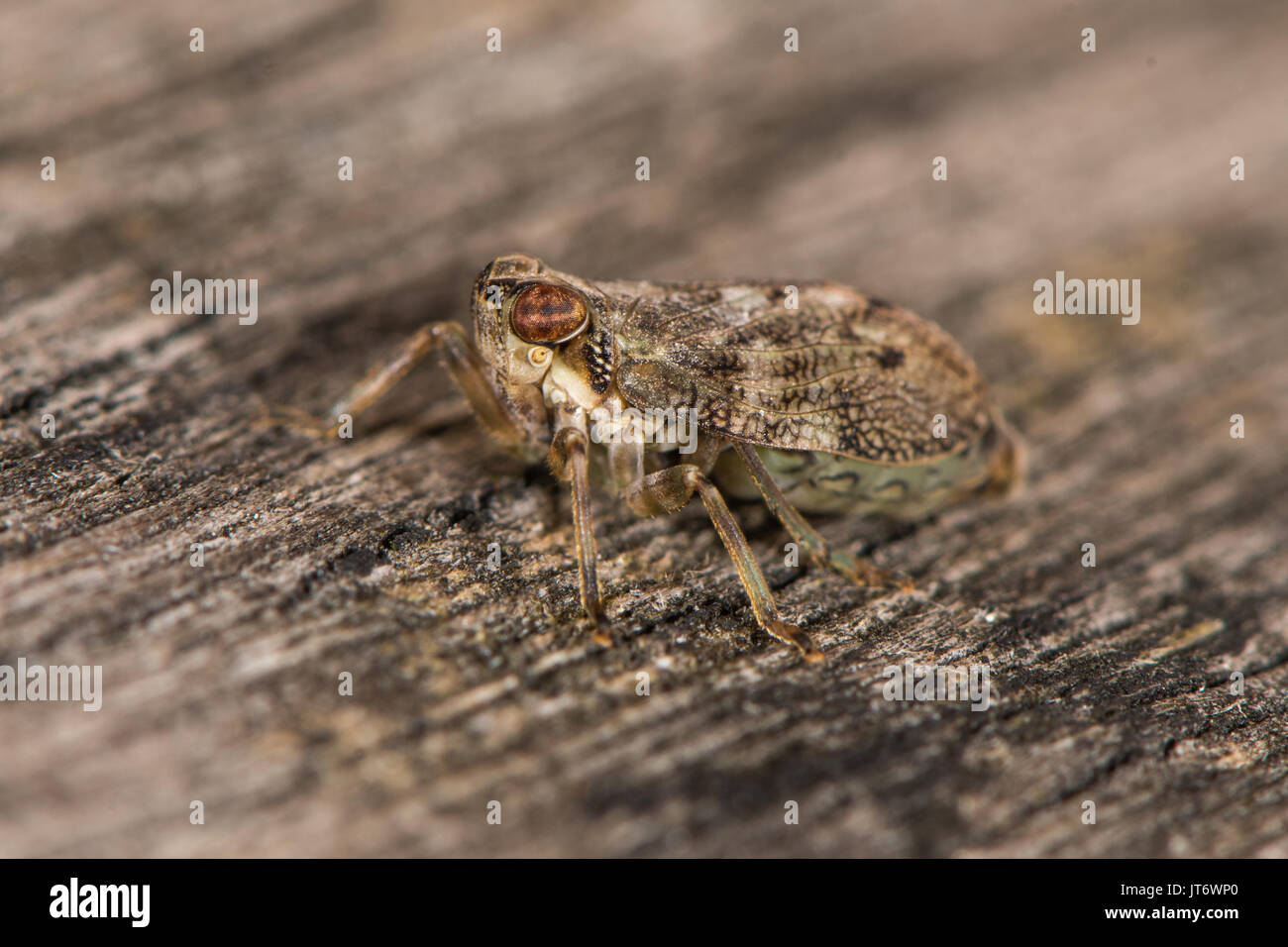 Issus coleoptratus planthopper Bug. Britische Insekt in der Reihenfolge Hemiptera, Familie Issidae, mit der großen Zahl von Venen auf Flügeln Stockfoto