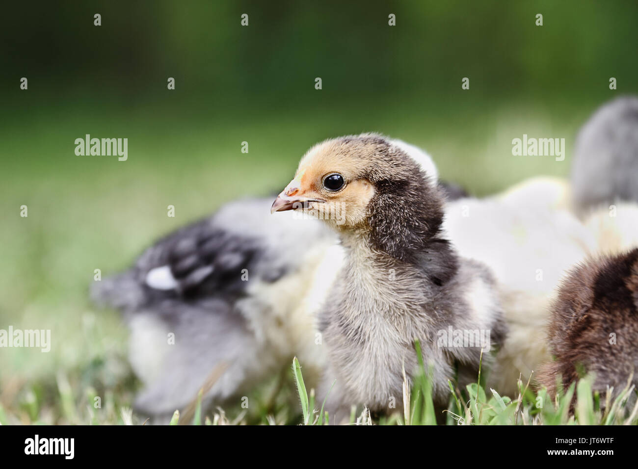 Baby Buff Brahma Küken sich angefangen mit anderen Mixed Chicks draußen im Gras. Extrem flache Tiefenschärfe mit selektiven Fokus auf dem Brahma fac Stockfoto