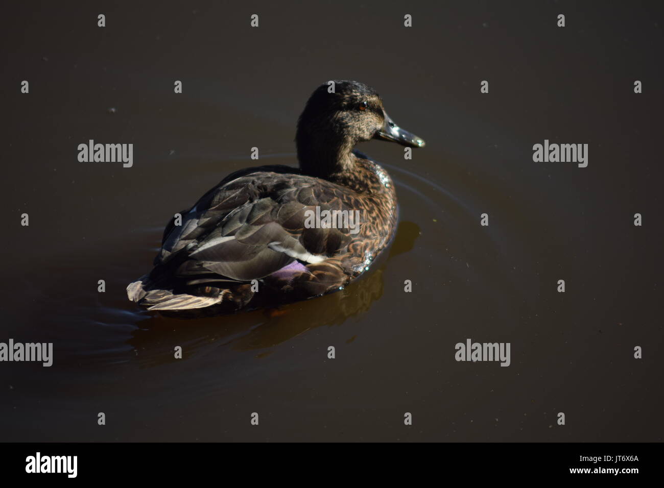 Moody Stockente auf dem Wasser Stockfoto