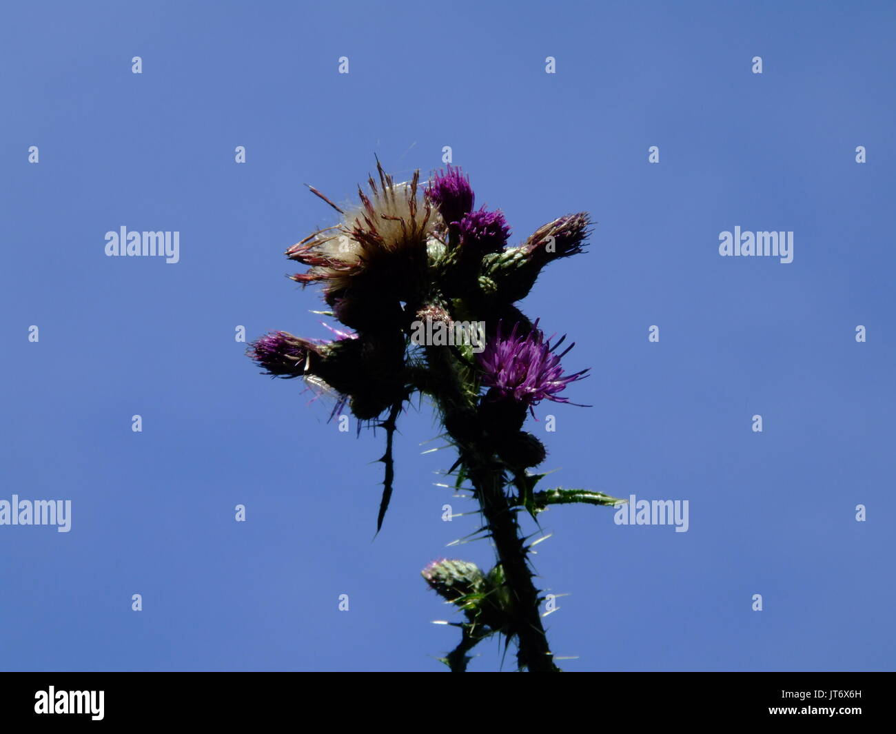 Gemeinsame Thistle vor blauem Himmel Stockfoto