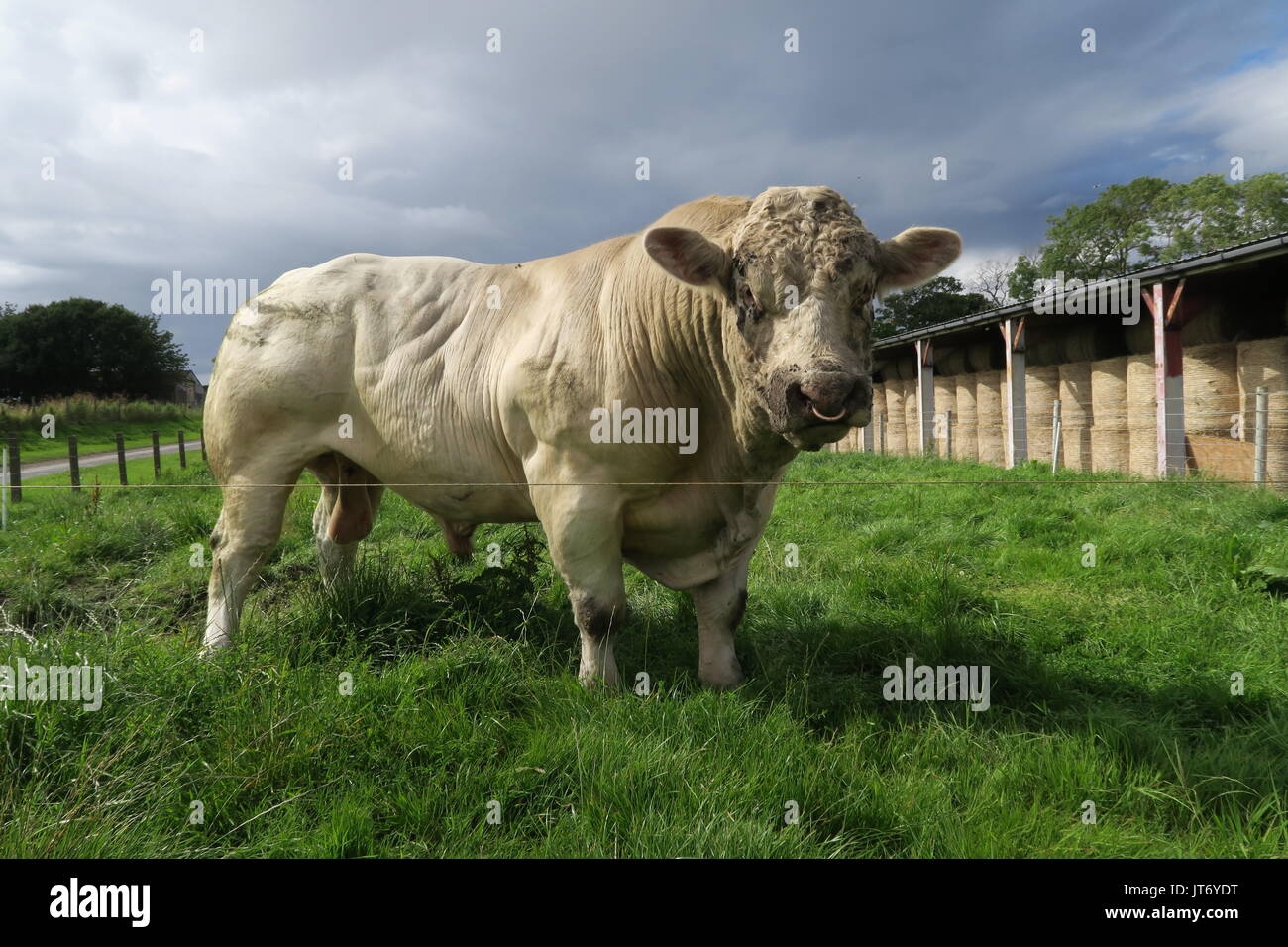 Große creme Preis Bull Stockfoto