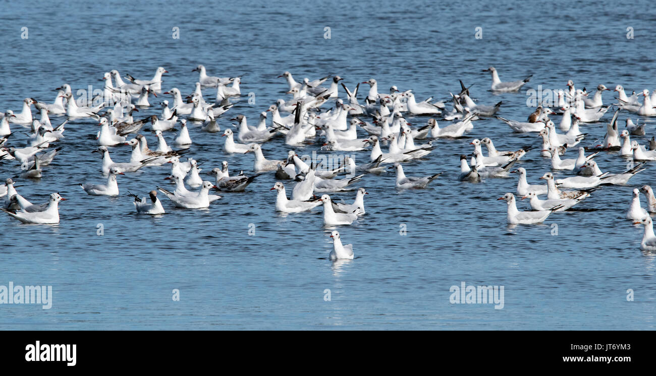 Mittelmeer und Schwarzes - vorangegangen Möwen Stockfoto