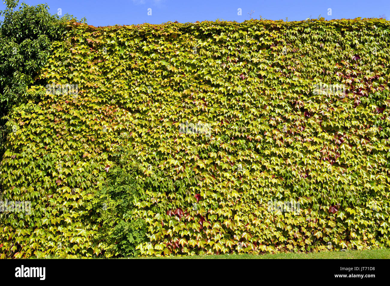 Ampelopsis veitchii Fotos und Bildmaterial in hoher Auflösung Alamy