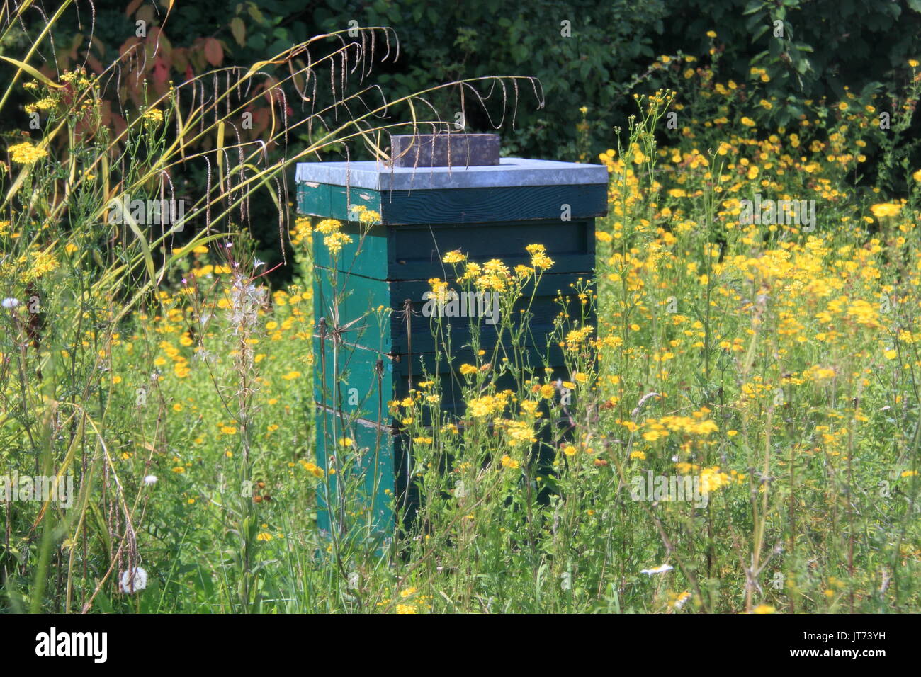 Bienenstock, Big Sky Wiese, RHS Garden Hyde Hall Flower Show 2017, Chelmsford, Essex, England, Großbritannien, USA, UK, Europa Stockfoto