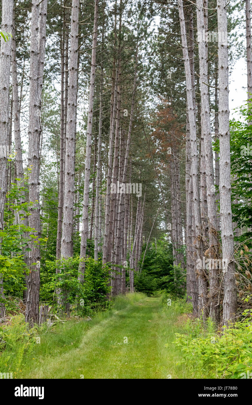 Charlevoix, Michigan - Rot Kiefern in der driggers Natur bewahren, Teil der wenig Traverse Conservancy. Die Erhaltung schützt unbebautes Land i Stockfoto