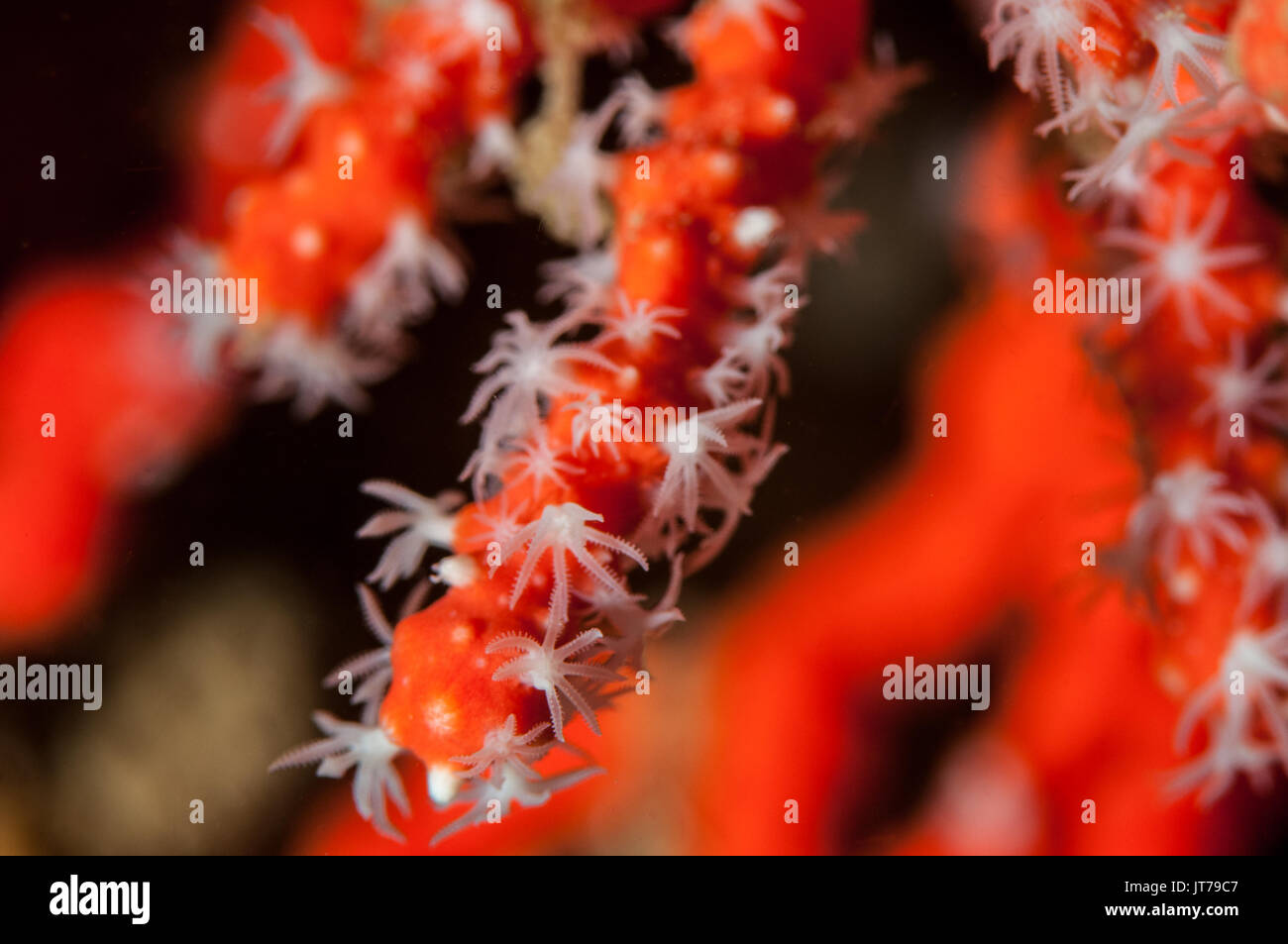 Nahaufnahme der rote Koralle (Corallium rubrum), L'Escala, Costa Brava, Katalonien, Spanien Stockfoto