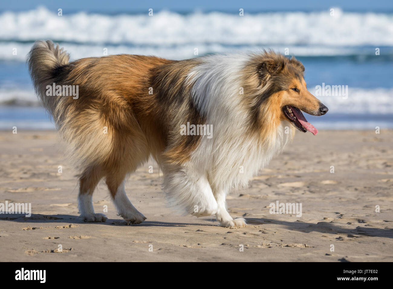 Eine atemberaubend schöne junge rough Collie spielen am Strand Stockfoto