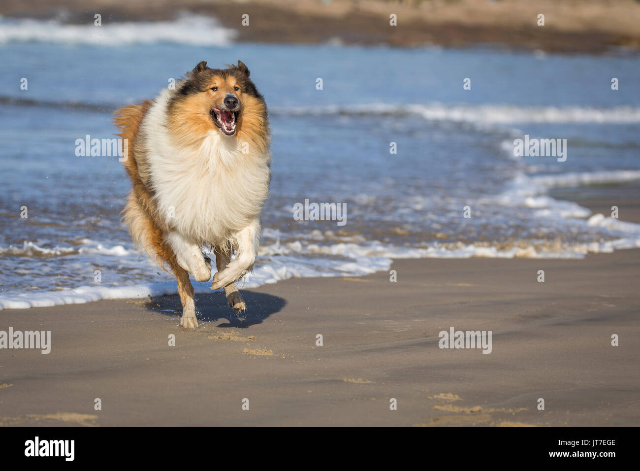 Eine atemberaubend schöne junge rough Collie spielen am Strand Stockfoto