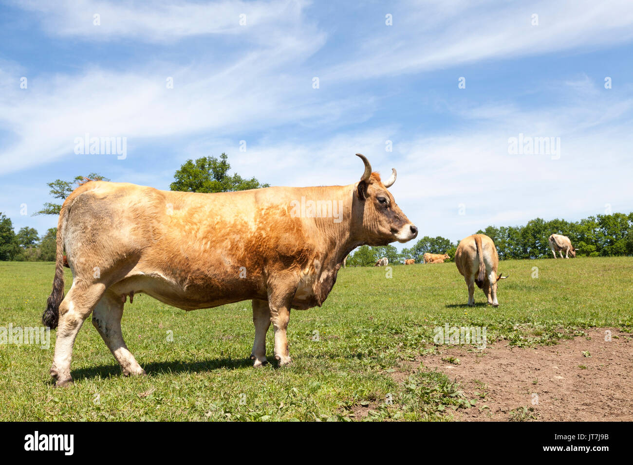 Braun Aubrac Rind Kuh mit Resten der ihr Wintermantel seitwärts stehend in einer Weide. Diese französische Rinderrasse ist für Säuglinge und Fleisch verwendet werden Stockfoto