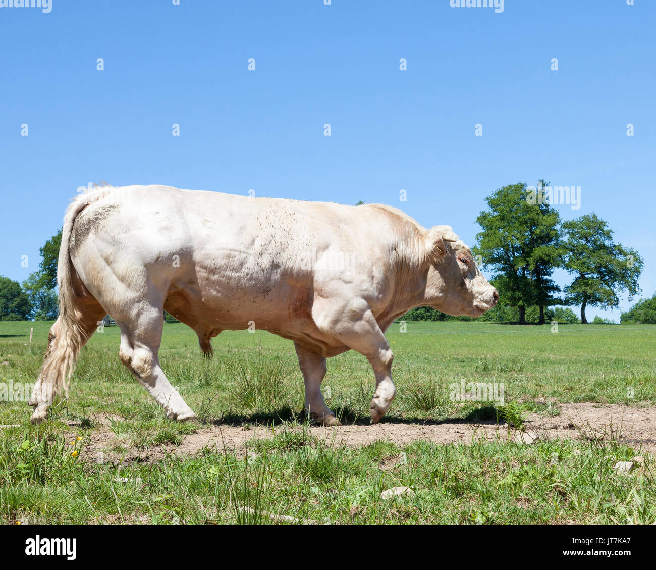 Große weiße Charolais-rind Stier laufen in einer grünen Weide gegen einen klaren blauen Himmel, Nahaufnahme, Seite, Ansicht, leichte Bewegungsunschärfe auf einem Fuß, mit Cop Stockfoto