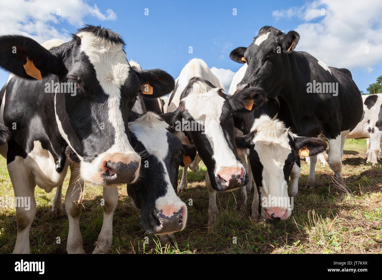 Reihe der freundlich neugierig Schwarzbunte Milchkühe oder Vieh, die ihre Köpfe drücken in der Nähe der Kamera, wie sie in einem Bauernhof auf der Weide stehen Stockfoto