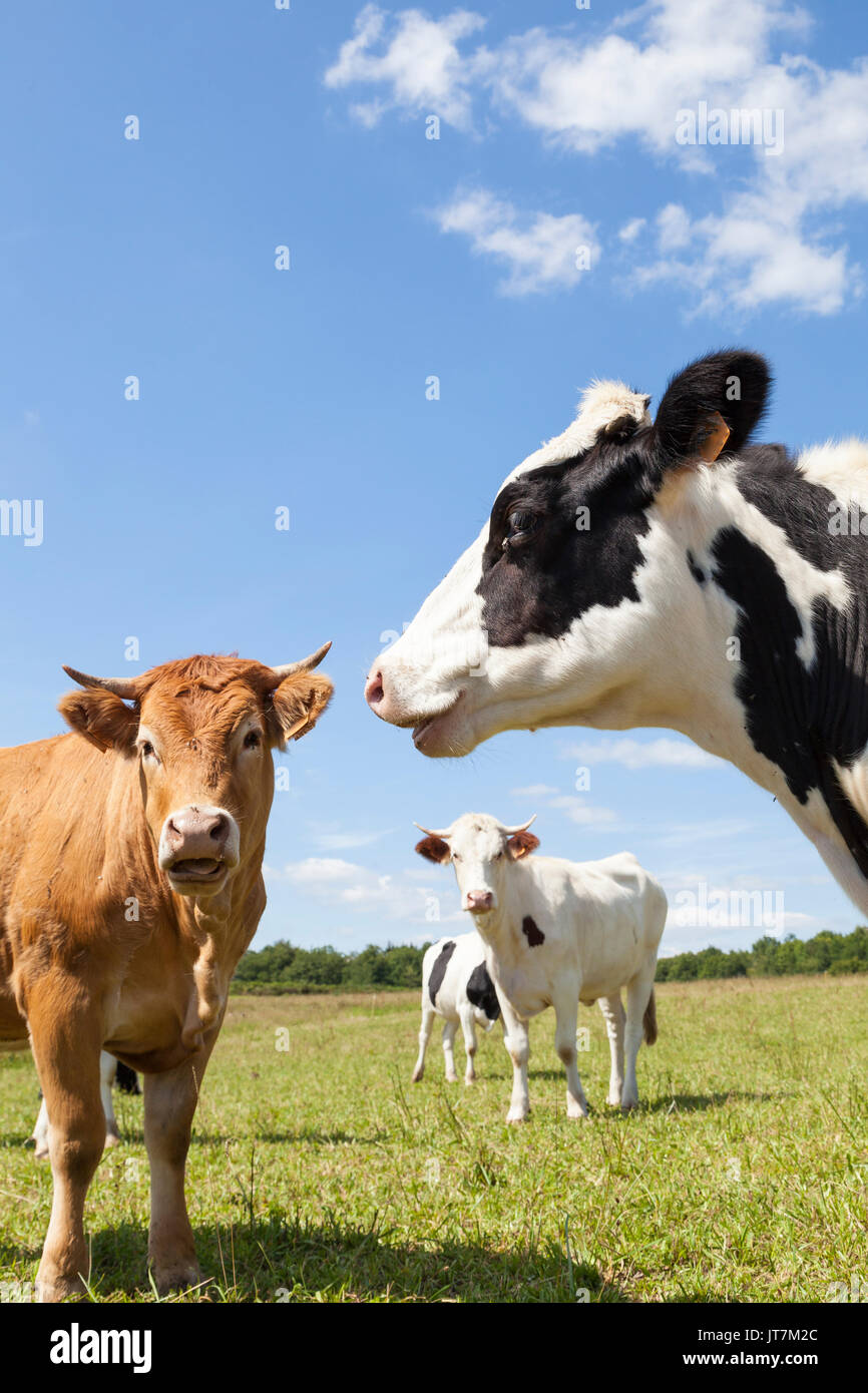 Schwarzbunte Milchkühe mit einem Limousin Rind Kuh in einer üppig grünen, Frühling Weide, den Fokus auf die Leiter der schwarzbunte Kuh Stockfoto