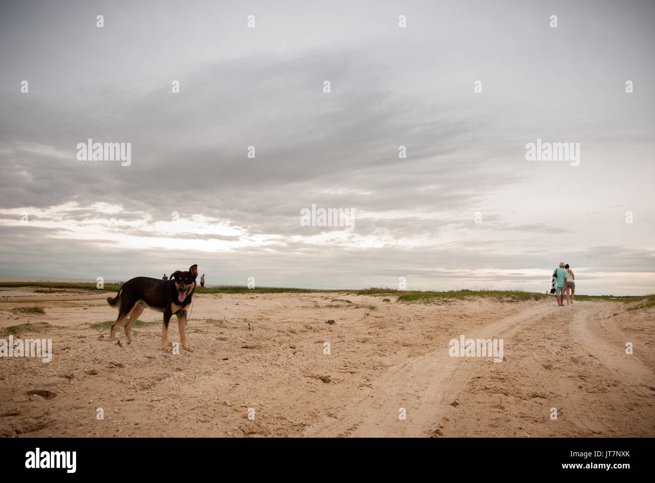 Paar am Strand spazieren, während Hund bleibt zurück Stockfoto