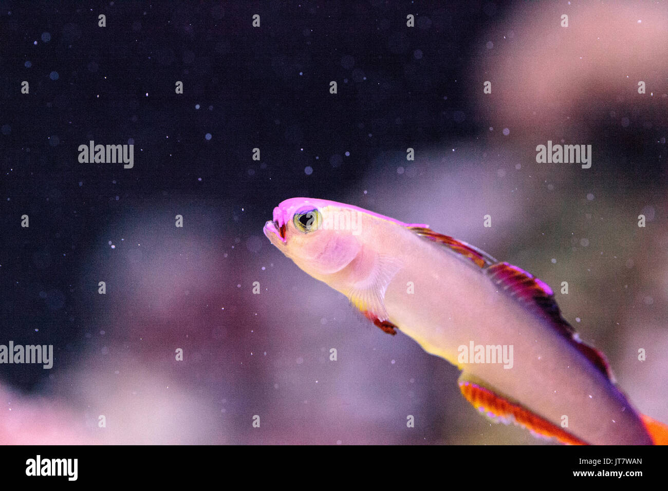 Lila Kappe firefish, nemateleotris Decora, Dart durch das Salzwasser auf einem tropischen Riff im Meer. Diese bunte Fische sind Violett und Weiß mit Stockfoto
