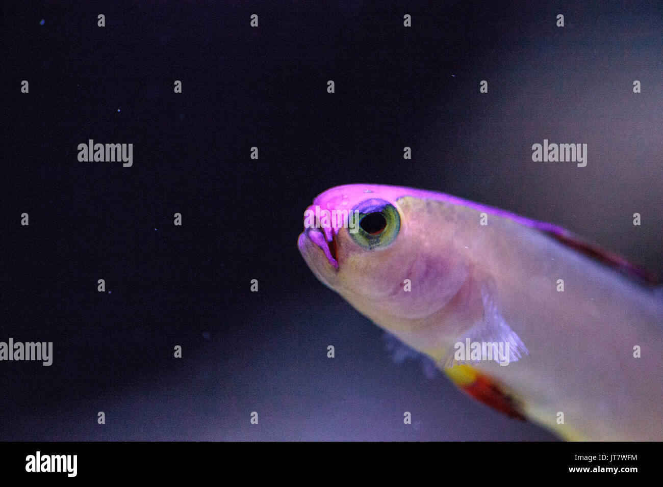 Lila Kappe firefish, nemateleotris Decora, Dart durch das Salzwasser auf einem tropischen Riff im Meer. Diese bunte Fische sind Violett und Weiß mit Stockfoto