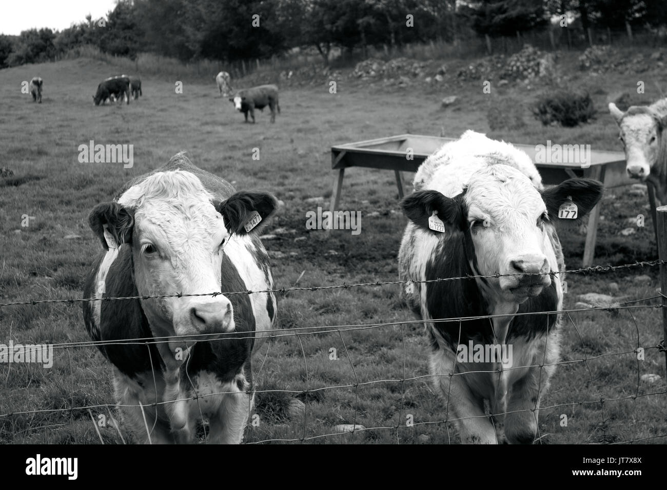 Schottland, Highlands, Schottische Landschaft, Rinder, Kühe, Landwirtschaft Tier, Kühe, die auf einem Feld essen, Bauern Felder, Viehzucht, Vieh Stockfoto