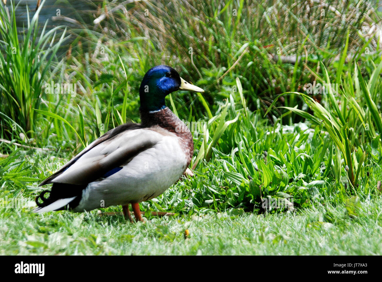 England, Auf Dem Land, Blaukopfente, Teich, Grüner Hintergrund, Gras, Strauchwerk, Ente auf dem Land, Ente auf dem Grasland, Wasservögel Stockfoto