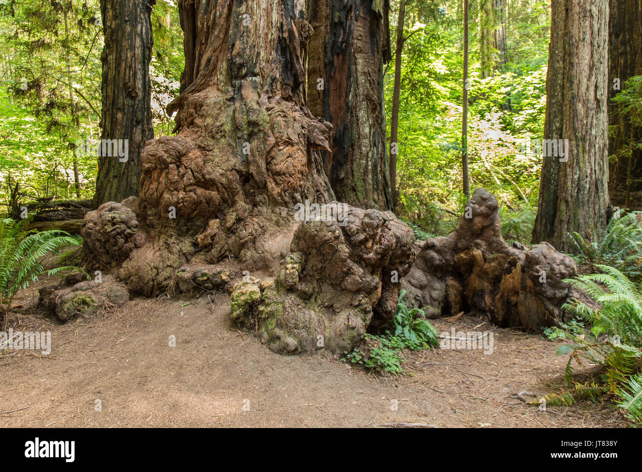 Redwood maserknollen Stockfoto