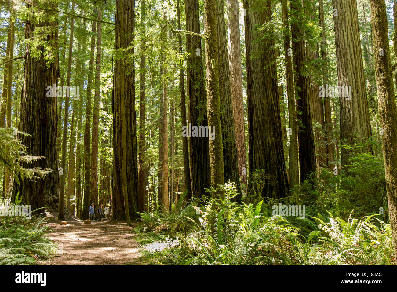 Redwood grove Stockfoto