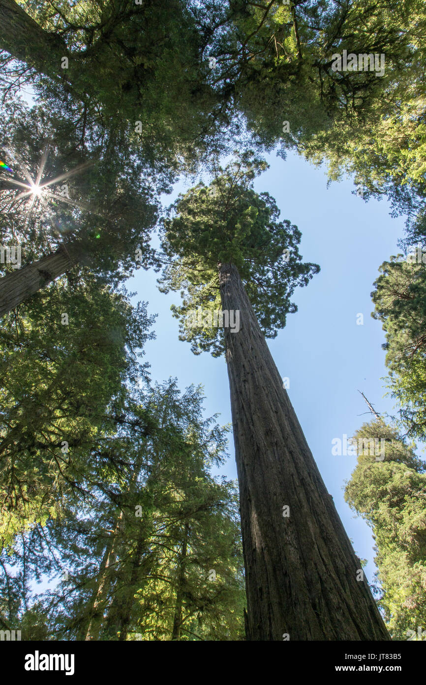 Einsame Redwood mit Sunburst Stockfoto