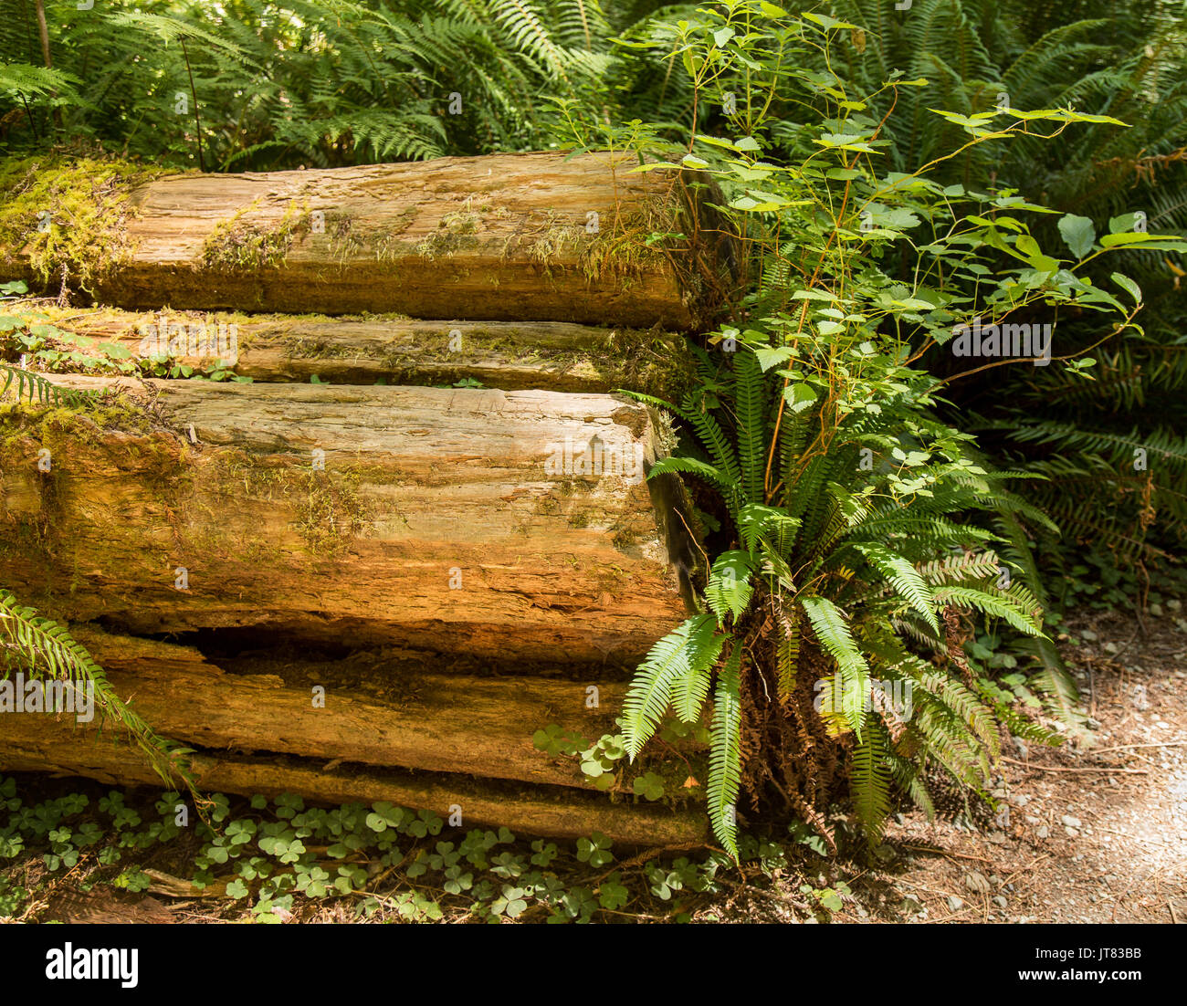 Farne wachsen auf einen gefallenen Redwood Stockfoto