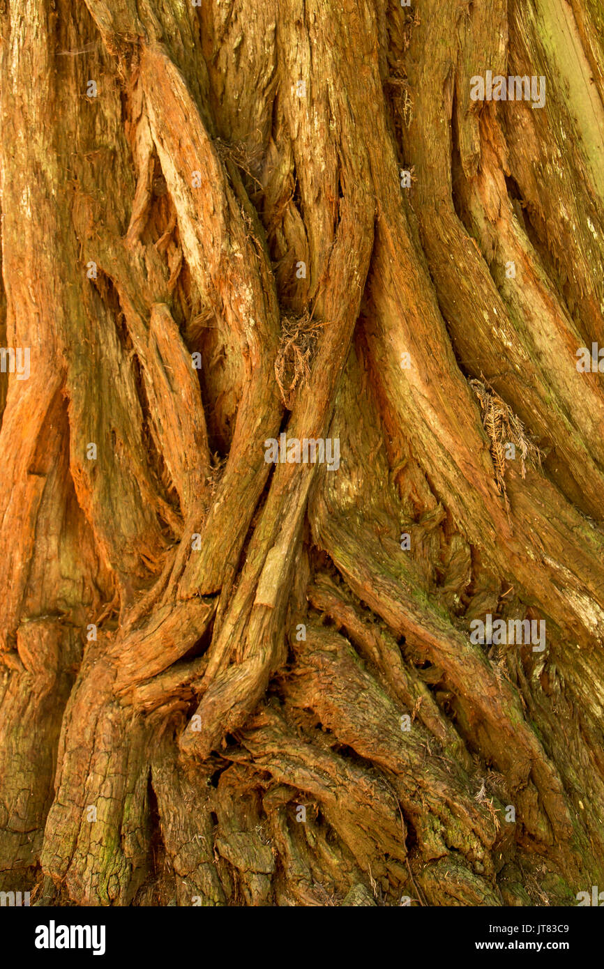Redwood trunk Stockfoto