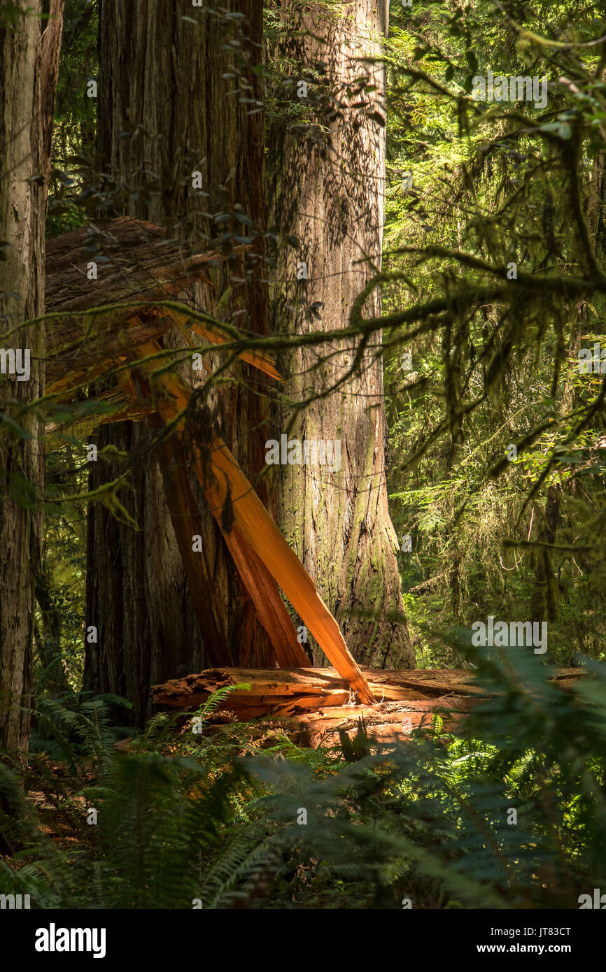 Sunlit Redwood Stockfoto