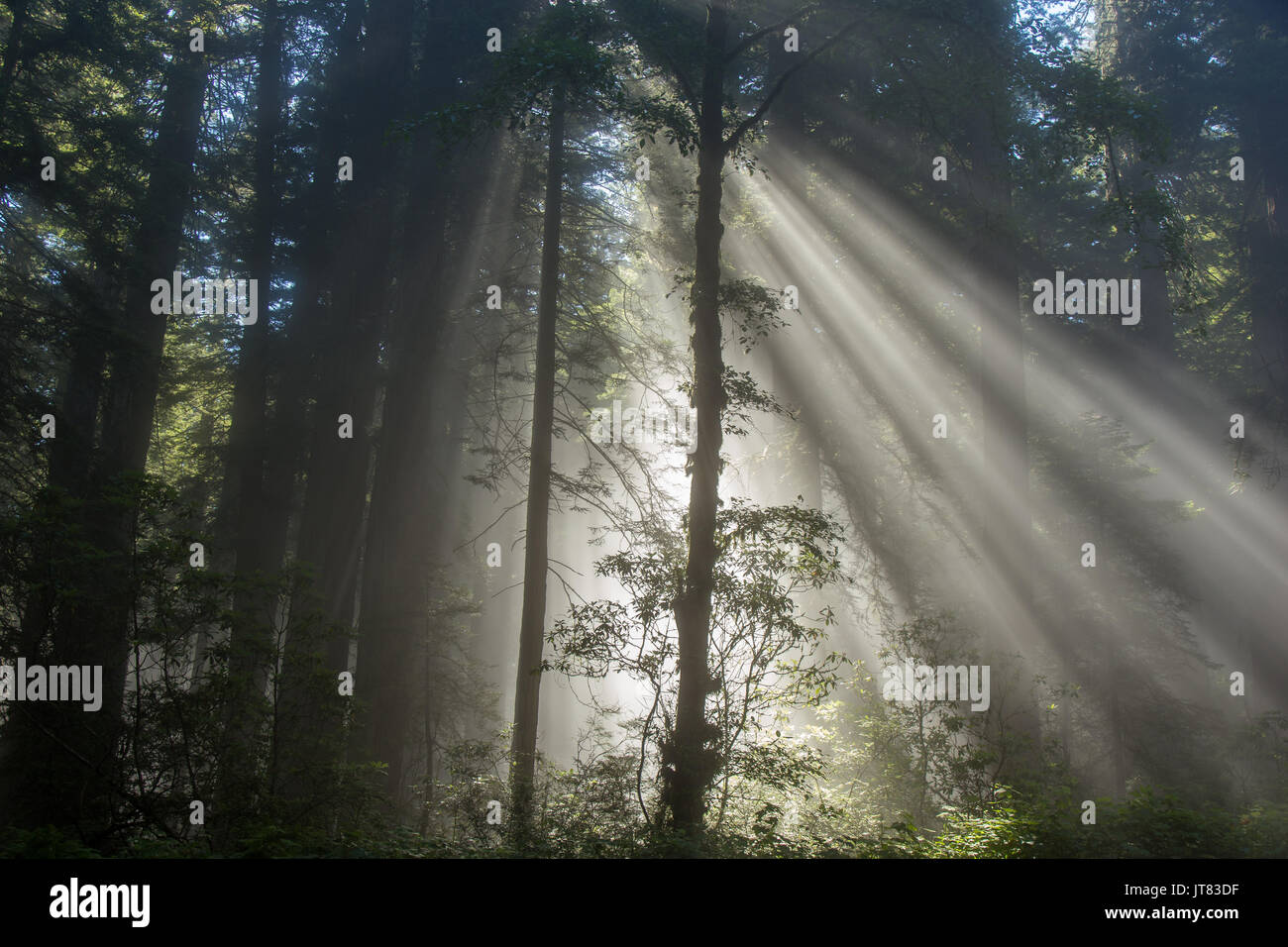Sonnenstrahlen durch die redwoods Stockfoto