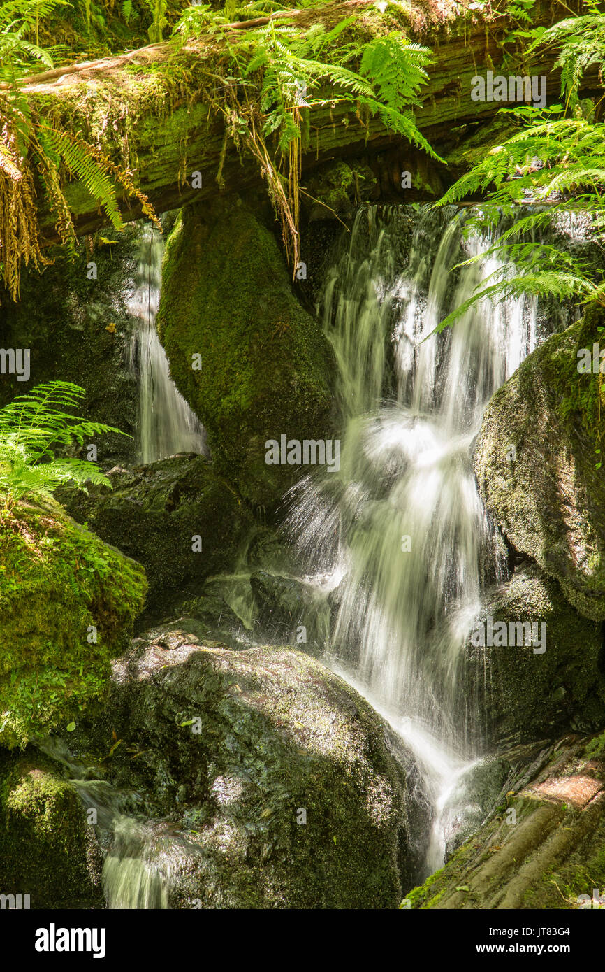 Cascade in Redwood National Park Stockfoto