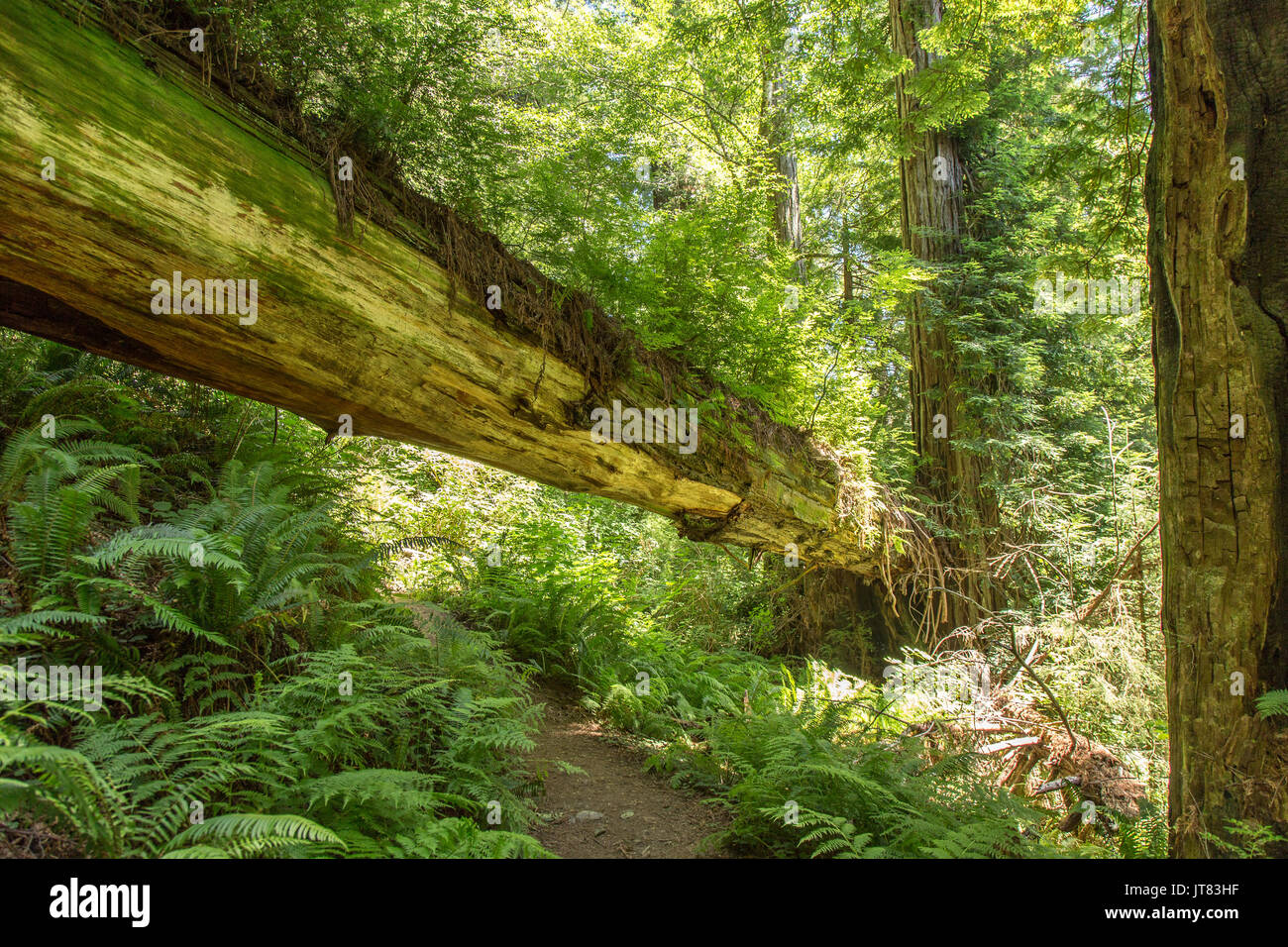 Niedergeworfene redwood Brücke Stockfoto