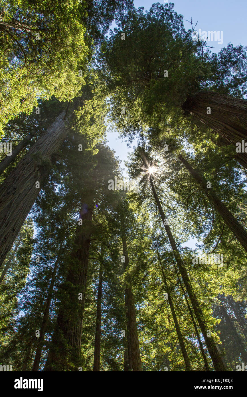 Sunburst unter Redwoods Stockfoto