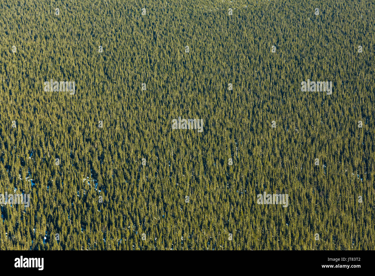 Sehr Hoch der Boreale Wald von Fichte Textur in Quebec, Kanada Stockfoto