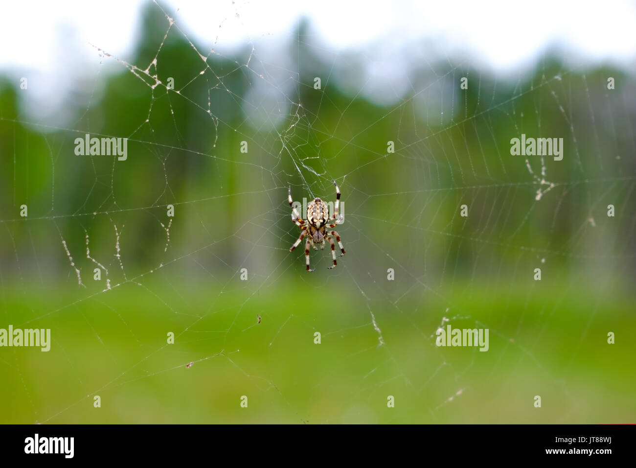 Spinne auf einem Webserver im Wald closeup Stockfoto