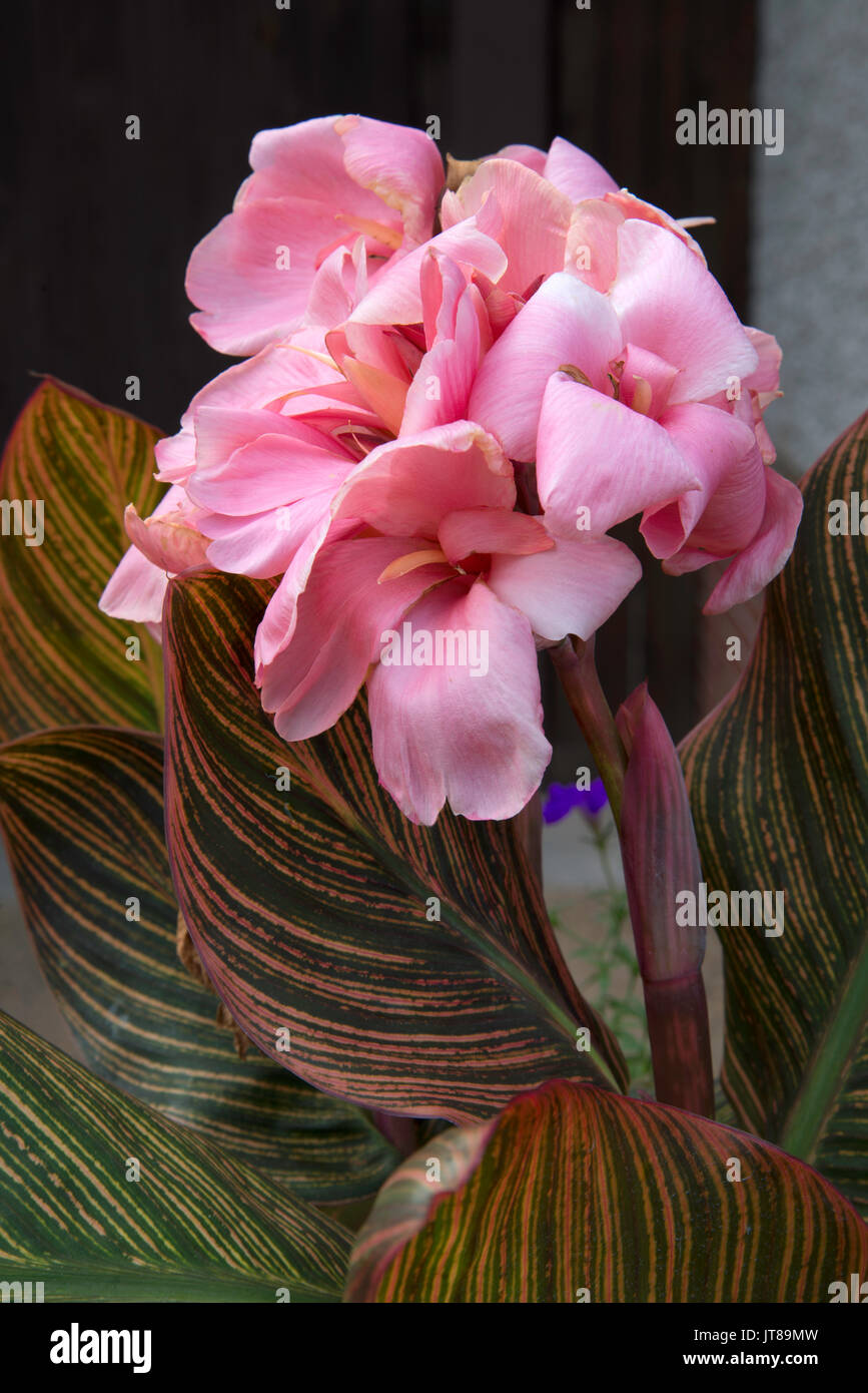 Rhizome canna Fotos und Bildmaterial in hoher Auflösung Alamy