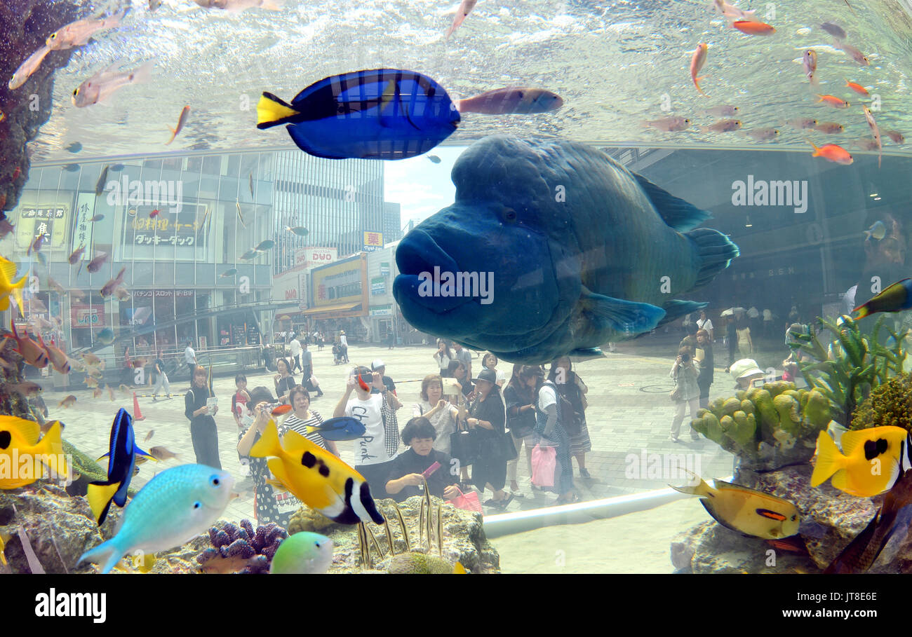 Tokio, Japan. 8 Aug, 2017. Einen 1,2 m langen humphead Lippfische, auch als Napoleon Fisch bekannt, schwimmt gemütlich in einem riesigen Aquarium vor yurakucho Bahnhof in Tokio Eingestellt am Dienstag, 8. August 2017. Die fünf Meter breiten Tank Vitrinen 1000 tropische Fische von über 25 Arten von Japans südlichsten Präfektur Okinawa. Das saisonabhängige Animationsprogramm, der an den neuen Standort von der üblichen Sony Gebäude in Ginza, die derzeit für die Sanierung Pläne geschlossen wird verschoben. Credit: Natsuki Sakai/LBA/Alamy leben Nachrichten Stockfoto