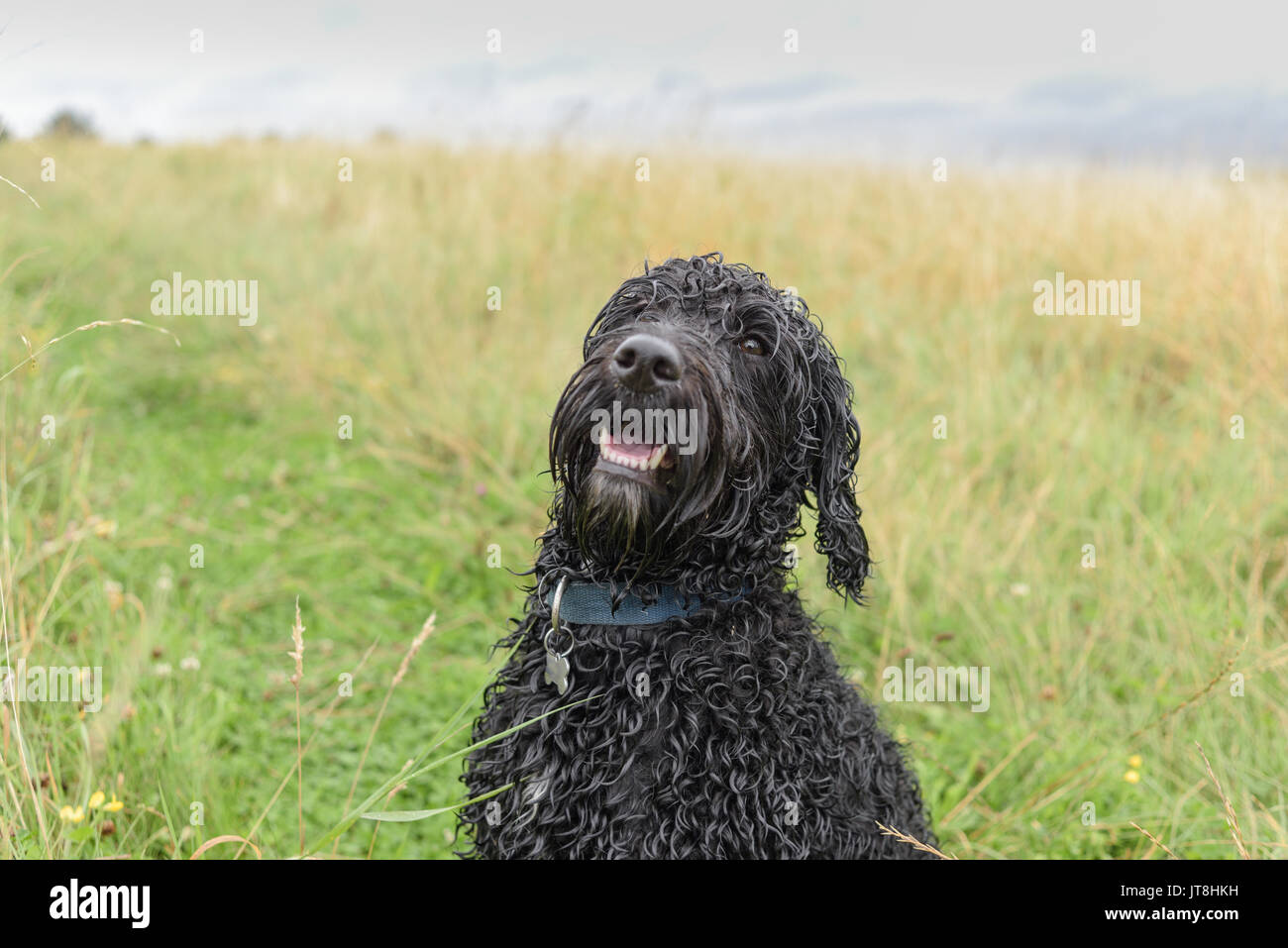 Linby, Nottinghamshire, UK: 08. August 2017. Gelb Wetter Warnung für Heavy Rain in den East Midlands, nicht der beste Tag für Hund wandern. Stockfoto